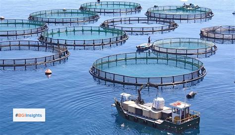 Alba Fish Farm Boosts Aquaculture In Bahrain