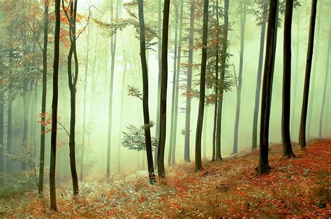 Autumn Mist Mist Fall Forest Seasons Woodland Fog Autumn Nature