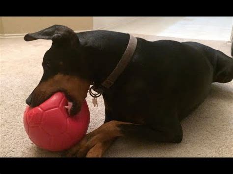 Vores jolly pets soccerball fås i en masse skønne sommerfarver! Playing With A Jolly Pets Soccer Ball - YouTube