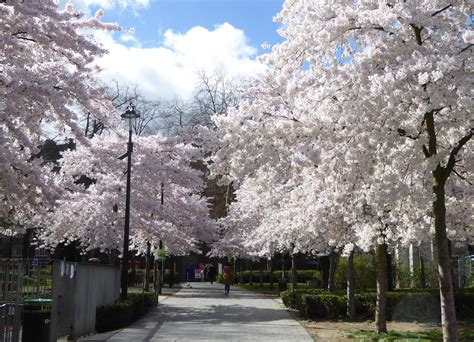 This swiss cottage branch is virtually beside the tube stat. greenjottings: Spring blossom in London