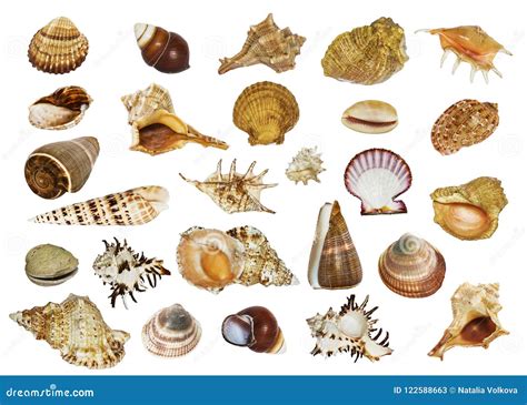 Collage Of Sea Shells Of Different Shapes On White Background Stock