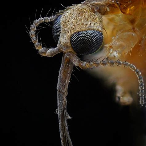 Mosquito Macrofotografia Macro Macrophotography Bugs Insects