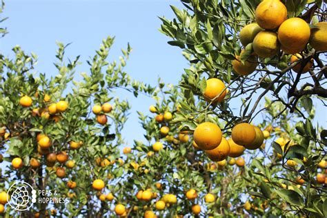 How Oranges Are Grown Behind The Scenes Of An Florida Orange Grove Farm — Peas And Hoppiness By