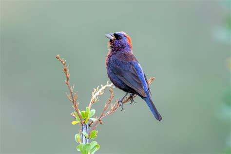 6 Beautiful Bunting Bird Species You Should Know Birds And Blooms