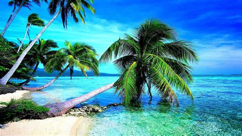 Palm Tree Beach Background Beach Wallpaper Attractive Wallpapers Hd