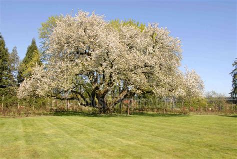 Photo Of Black Cherry Tree By Photo Stock Source Tree