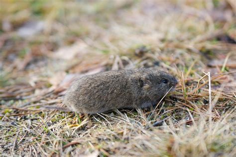What You Need To Know About Moles And Voles Diy