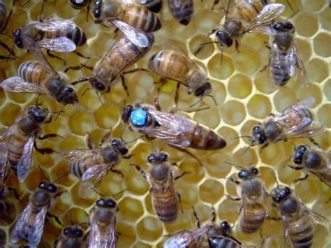 Russian Honey Bee Alchetron The Free Social Encyclopedia