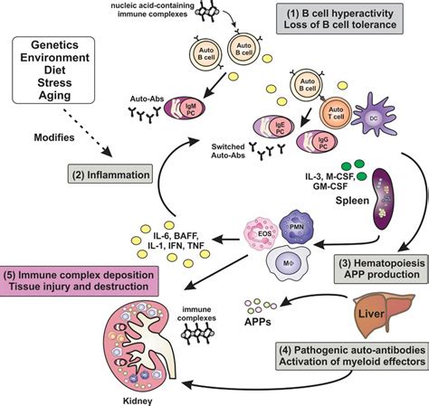 Frontiers Pathogenic Inflammation And Its Therapeutic Targeting In