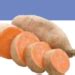Growing Sweet Potatoes - how to grow Sweet Potatoes - in Texas