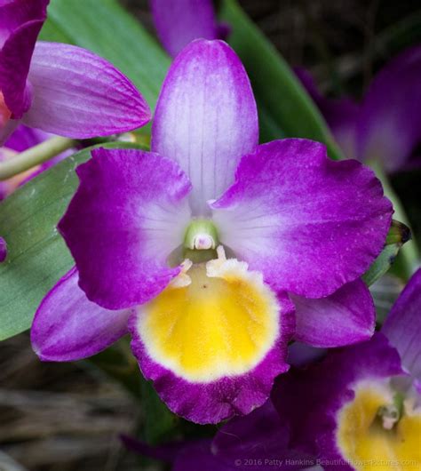 A Tropical Clearing Full Of Orchids Beautiful Flower Pictures Blog