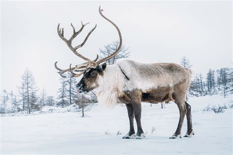 Wild Kamchatka Visiting Russia S Nomadic Reindeer Herders Traveller News Space All About