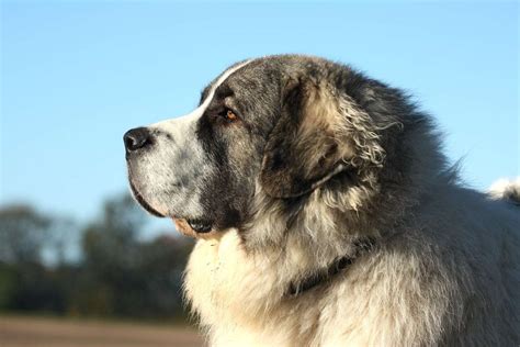 Pyrenean Mastiff Dog Breed Information And Characteristics