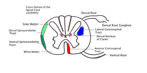 Two prominent grooves, or sulci, run along its length. File:Cross Section of the Spinal Cord.jpg - Embryology