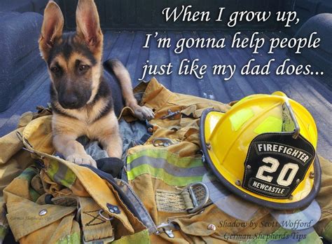 Fire Dogs Fire Firefighting Firefighters Pinterest