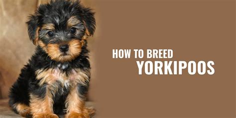 How To Breed Yorkipoos Breeding The Yorkshire Terrier X Poodle Mix