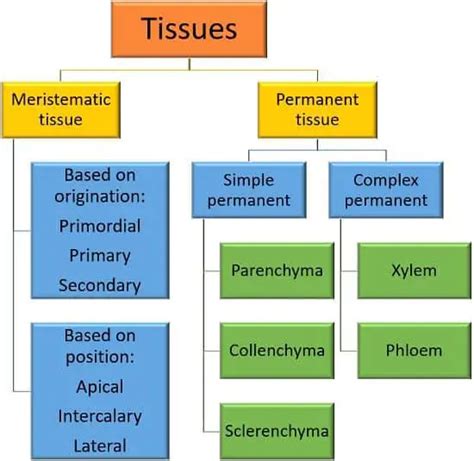 Difference Between Meristematic And Permanent Tissue With Comparison