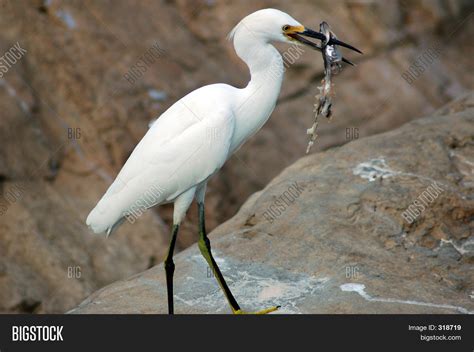White Bird Eating Fish Image And Photo Free Trial Bigstock