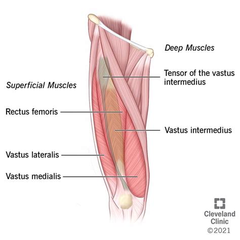 Muscles Of The Posterior Compartment Of The Thigh Anatomy Vlr Eng Br