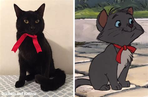 350 best names for tabby kittens. Cat Named Duchess Has Real-Life Litter of Disney's ...