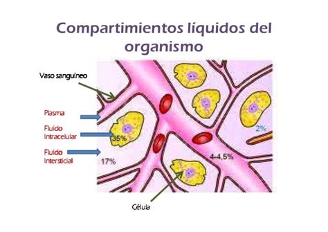 Fisiología De La Membrana Celular