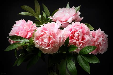 Download Pink Flower Bouquet Nature Peony Hd Wallpaper By Alexander