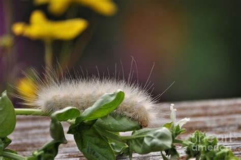 White Hairy Caterpillar 3 Photograph By Malgorzata Wryk Igras