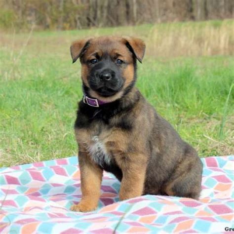 Rottweiler Mix Puppies For Sale Greenfield Puppies