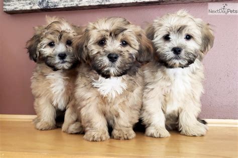 Shih Poo Puppy For Sale