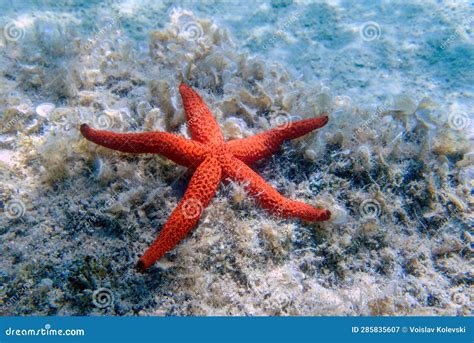 Echinaster Sepositus Red Sea Star Underwater Image Into The