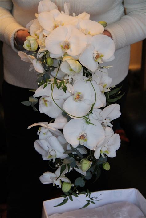 Now that your halloween sugar high is in full effect, we decided to round out this friday with one of. The Flower Magician: Phalaenopsis & Jasmine Cascade ...