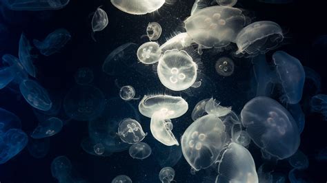Wallpaper Jellyfish Glow Underwater Creatures Hd Picture Image