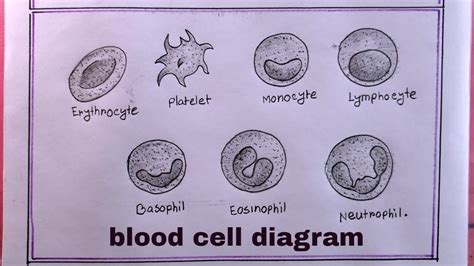 How To Draw Blood Cell Easy Step By Stepdrawing Blood Cell Youtube