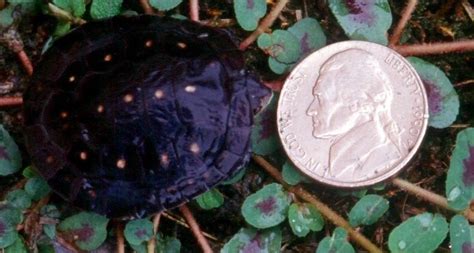 To get started, here's a table in size order showing the best beginner snakes that stay small with size information Types of Turtles that Stay Small Forever | Pet Territory
