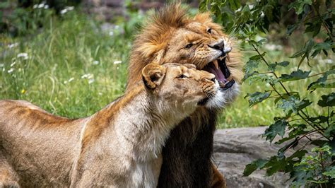 2560×1440 | 1920×1080 | 1600×900 | 1366×768 mobile: Animal Lion With Cub 4K HD Wallpapers | HD Wallpapers | ID ...