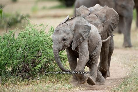 Photos And Pictures Of Baby African Elephants Playing Loxodonta