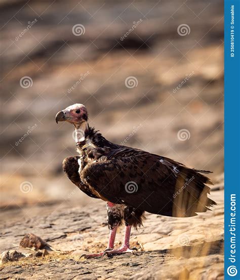 Red Headed Vulture Or Sarcogyps Calvus Or Asian King Or Indian Black Vulture Closeup Or Portrait