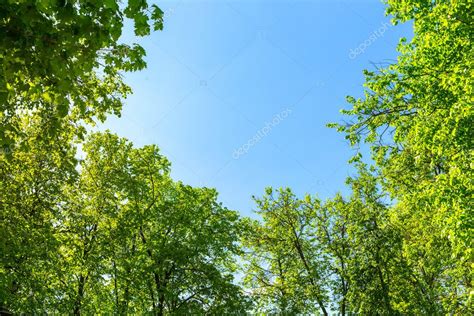 Open View Sky Green Trees Beautiful Tree Tops Background Blue Stock