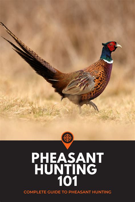 Pheasant Hunting How To Hunt Pheasants The Complete Guide Pheasant