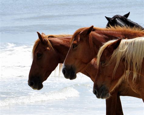 Wild Horses Of The Outer Banks Corolla North Carolina Beach
