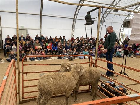 Sheep Shearing National Western Stock Show