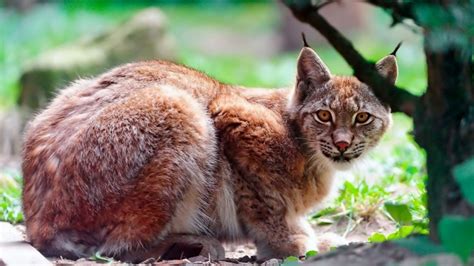 8 Pictures Of A Lynx Cat Rare Gallery Hd Wallpapers