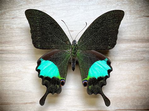 Paris Peacock Swallowtail Butterfly Papilio Paris Gedeensis Etsy 日本