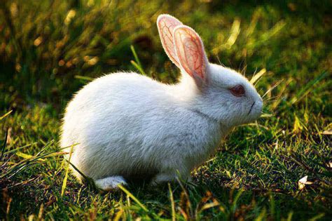 White Rabbit With Red Eyes 5 Cool Albino Rabbits Breed