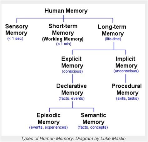 Human Memory Human Memory Ap Psychology Psychology Notes