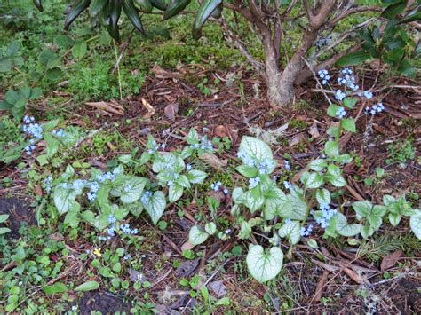 Brunnera Macrophylla Jack Frost Is My Favorite Plant In The Garden