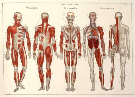Peak Educational Resources: Anatomy for Kids