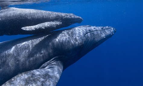 Blue Whales Singing A New Type Of Song Have Been Discovered In The