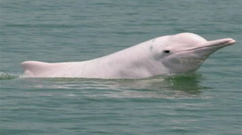 Caught On Tape Rare Chinese White Dolphin In East China Youtube