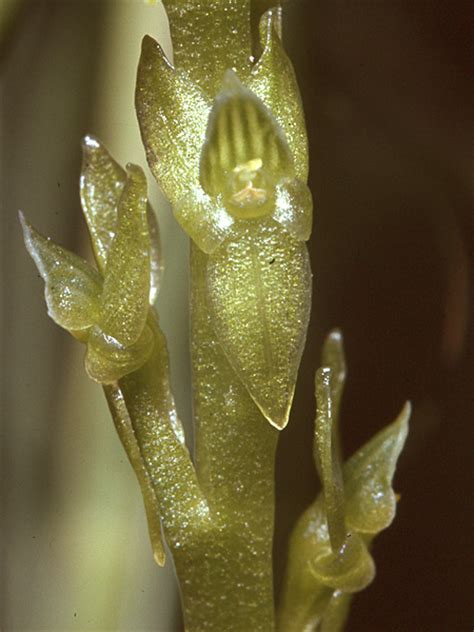 Гаммарбия болотная hammarbya paludosa (l.) o. Hammarbya paludosa (L.) Kuntze - AGEO (Benennung nach ...